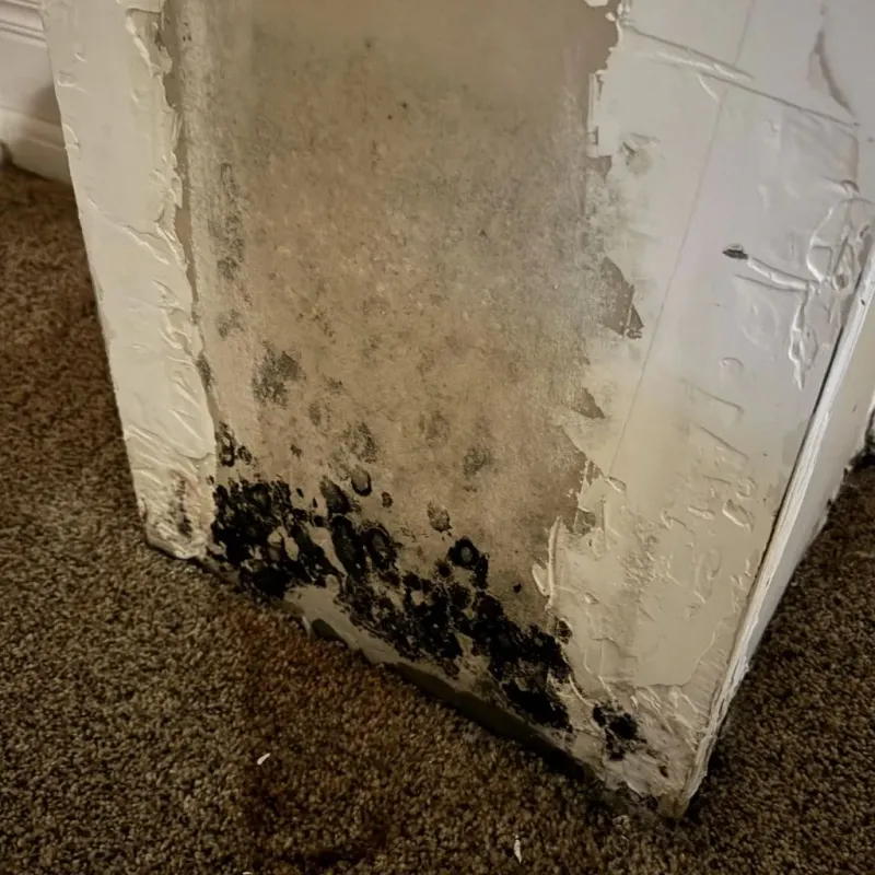 Professional Mold Removal in Homer, NY